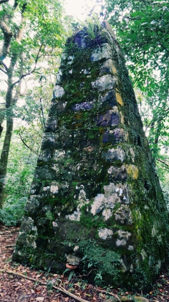 大尖 四分尾 耳空龜 20181125_465216