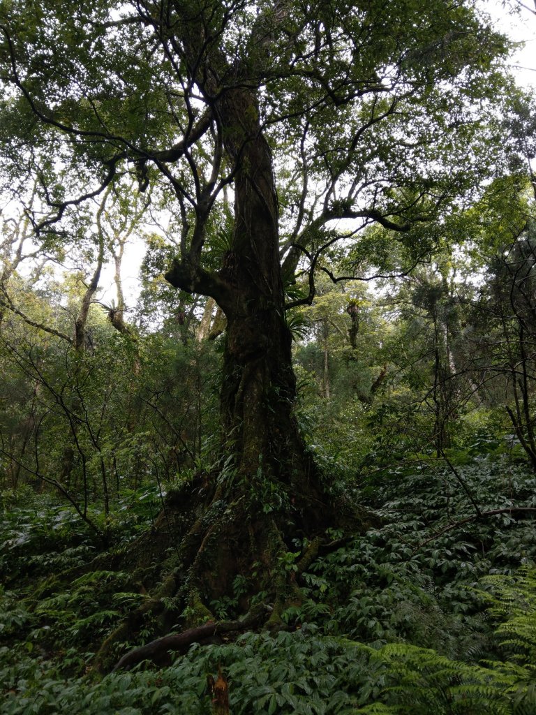 2018.04.07復興三尖-那結山_1005324