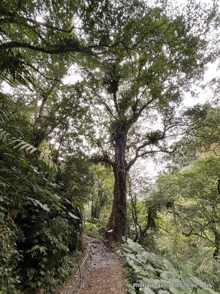 【新竹縣】親民又原始的馬胎古道＋南坪古道_2991213