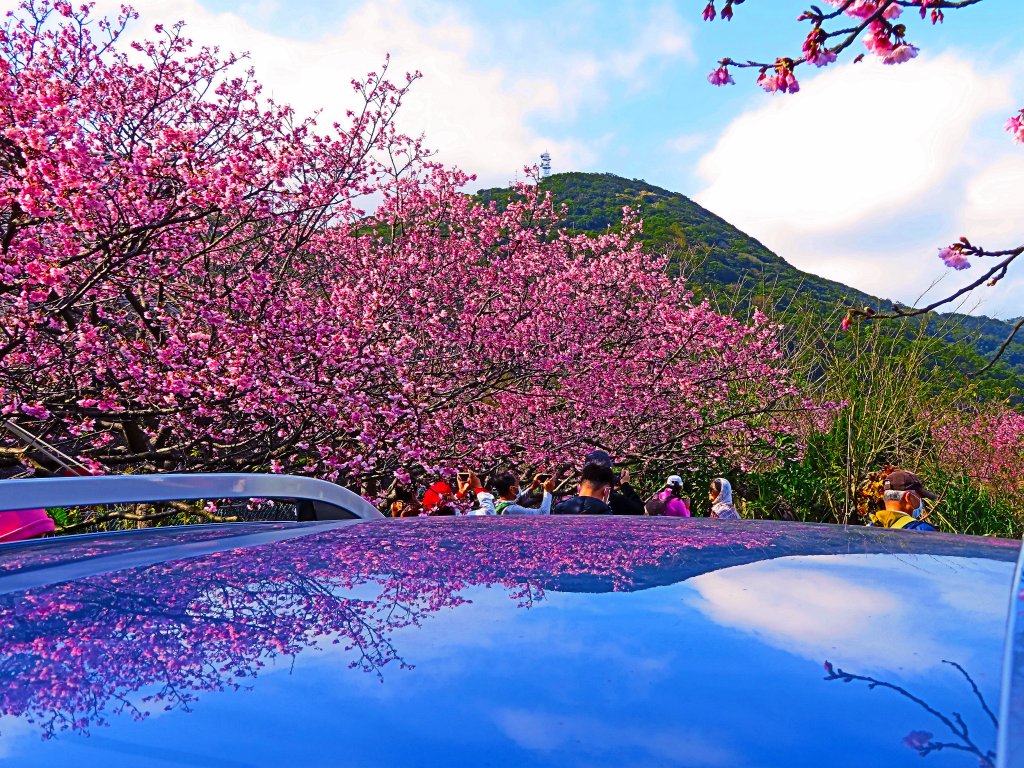 【2022櫻花季】陽明山平菁街櫻花季開跑_1587870
