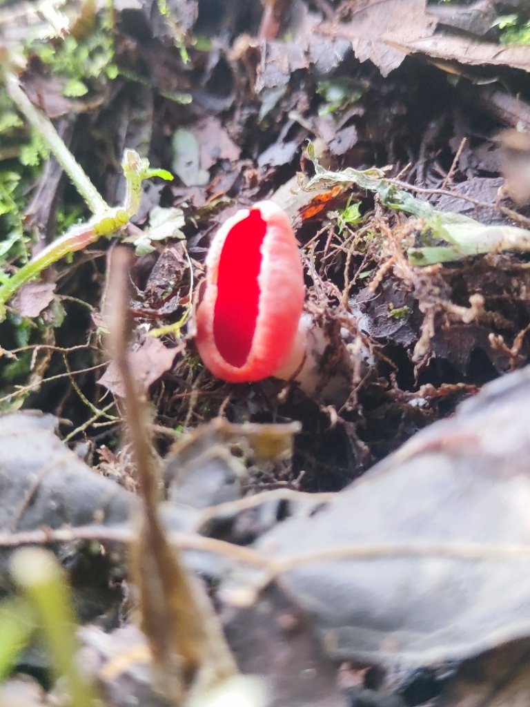 霞喀羅古道全線解鎖（石鹿到養老）_2961020