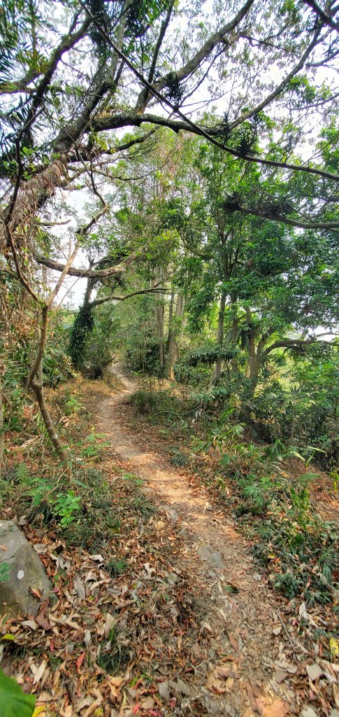 2023-04-15刣牛湖山登山步道_2114689