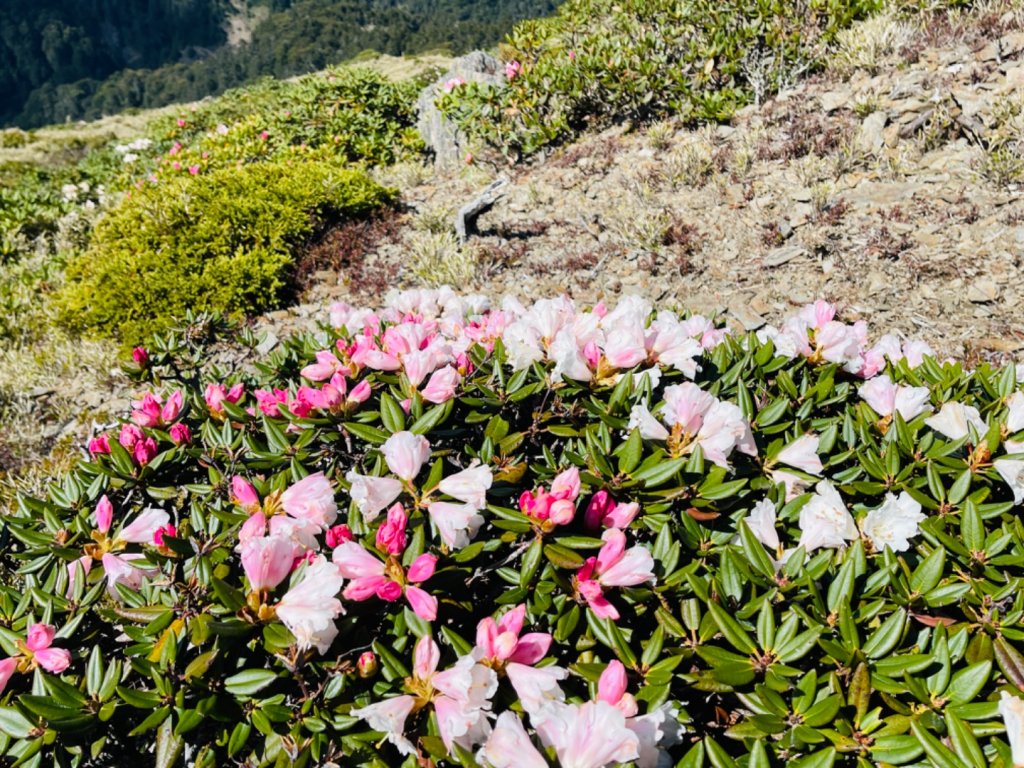 1110422南哈哈山-哈哈山-石門山北峰_1684453