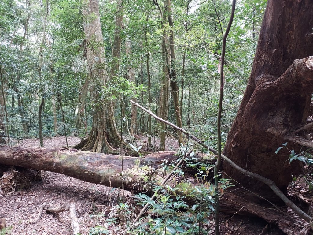 佳暮三雄_1632730