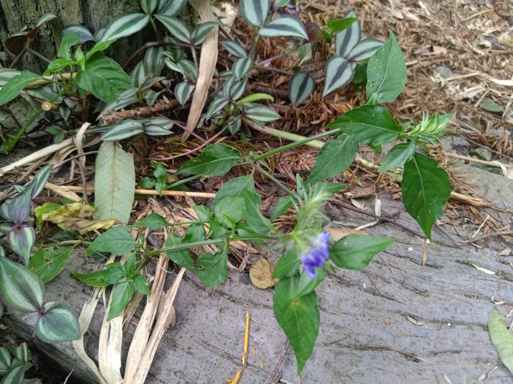 華山4-2號步道上雲嘉連峰_2579309