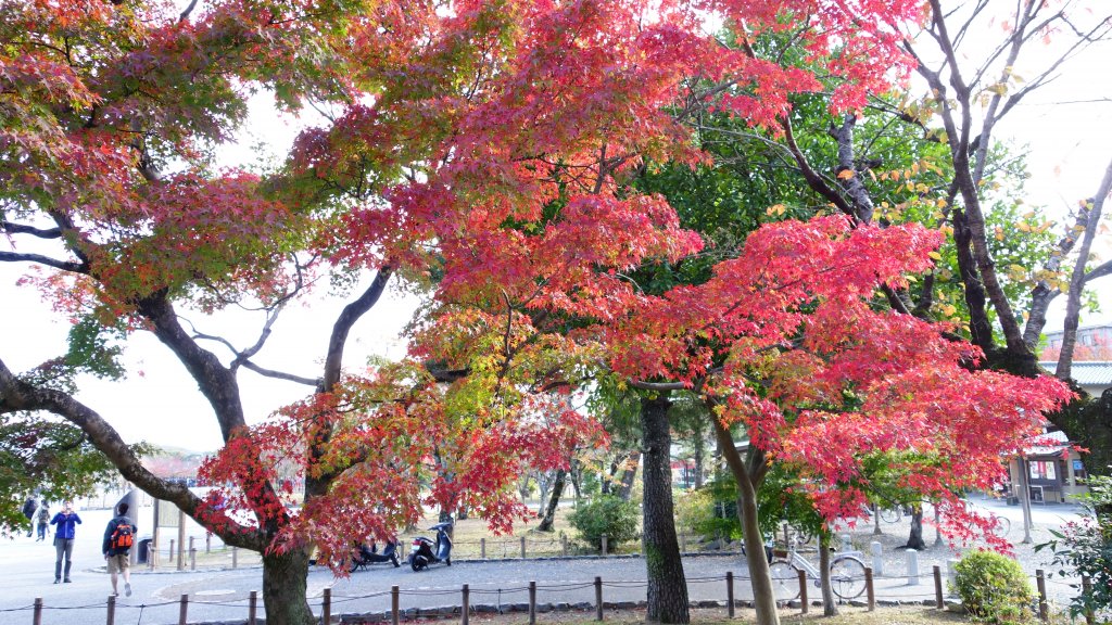 日本京都嵐山_651797