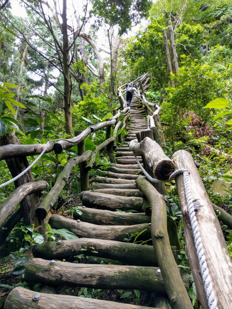 頭嵙山(小百岳#41)大坑4,5,1步道_1003670