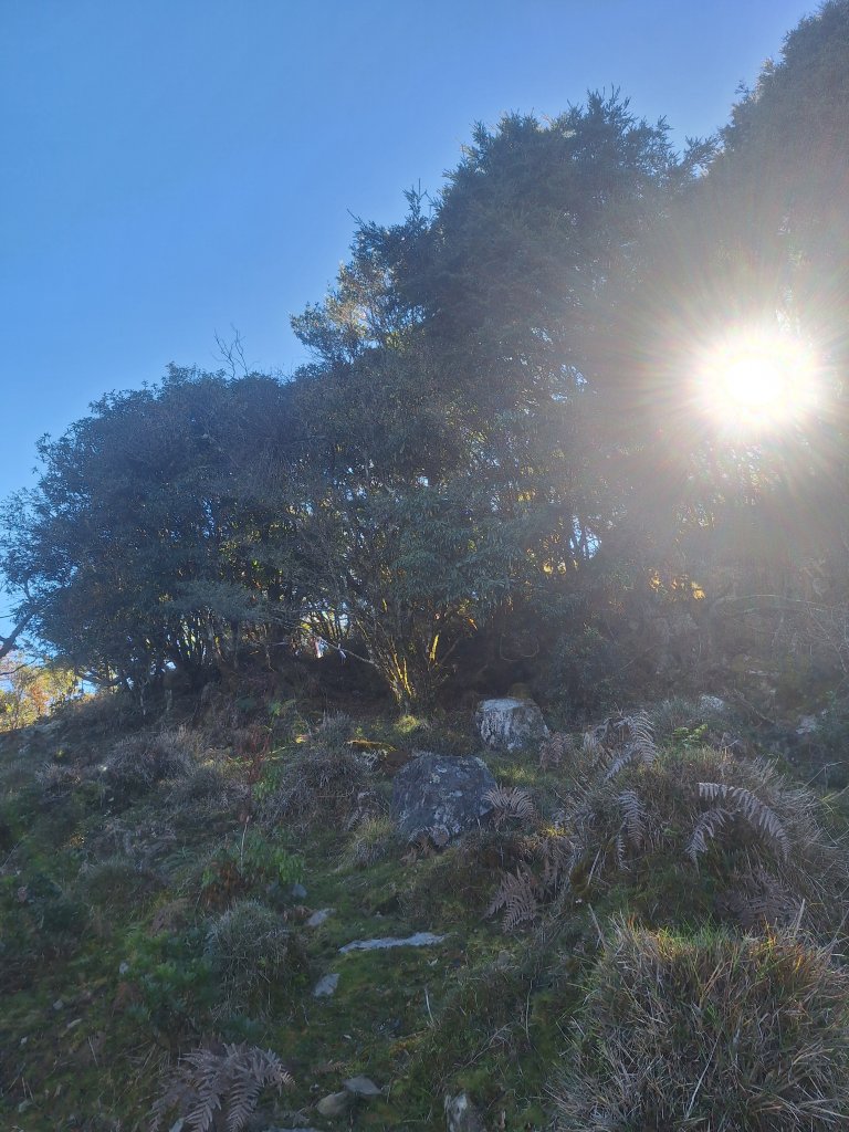 石山+阿毛神木20251211_2961809