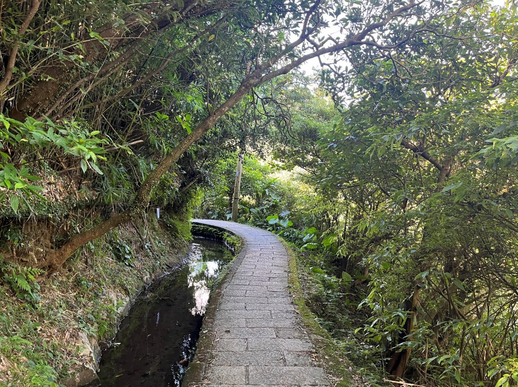 [走遍陽明山]2023_0910_坪頂古圳步道_2279373