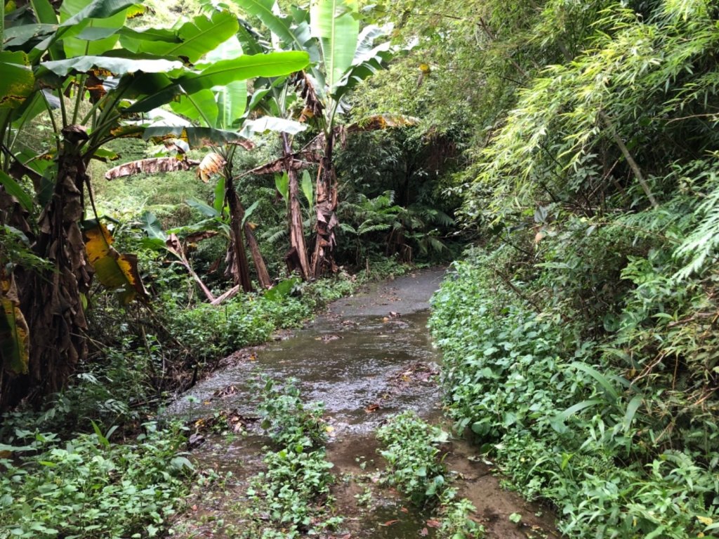 嘉義連峰獨立山大巃頂紅楠坑觀音石阿拔泉_633298