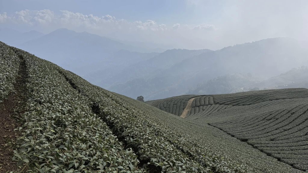 20250124小百岳 梨仔腳山及大尖山封面圖