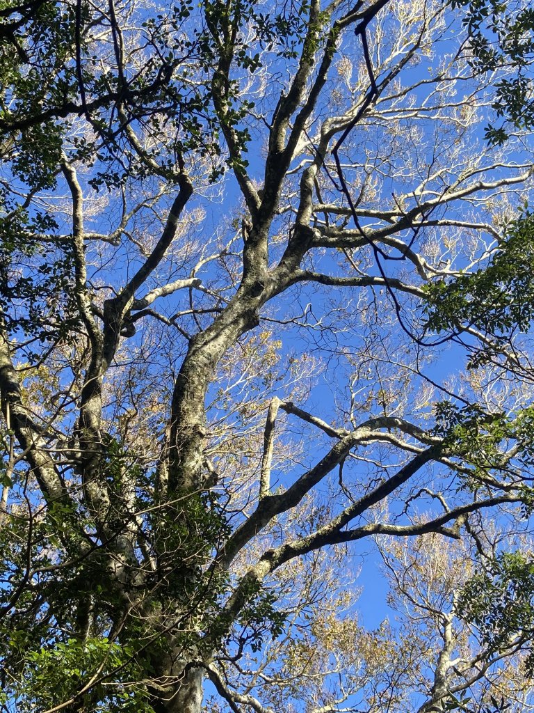 114.11.16 北得拉曼追黃金山毛櫸_2937882