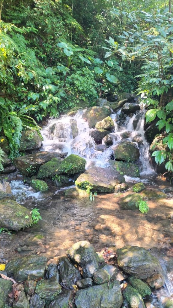 烏來大桶山腳下洦洦山澗、幽幽秘徑_2542100
