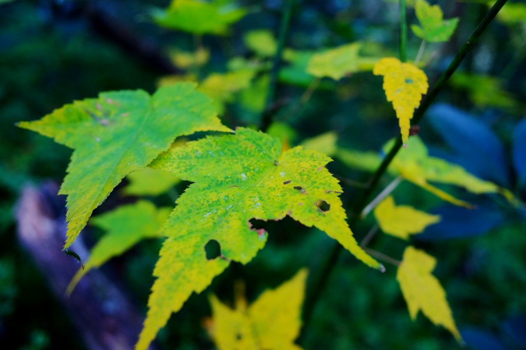 光影森林-那結山縱走貴妃山_773685