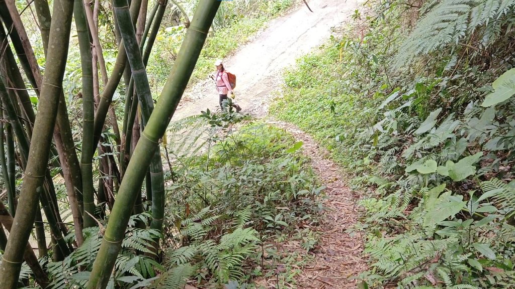(姨婆趴趴走)第六集:新竹關西打牛崎步道、十寮山縱走_2112714