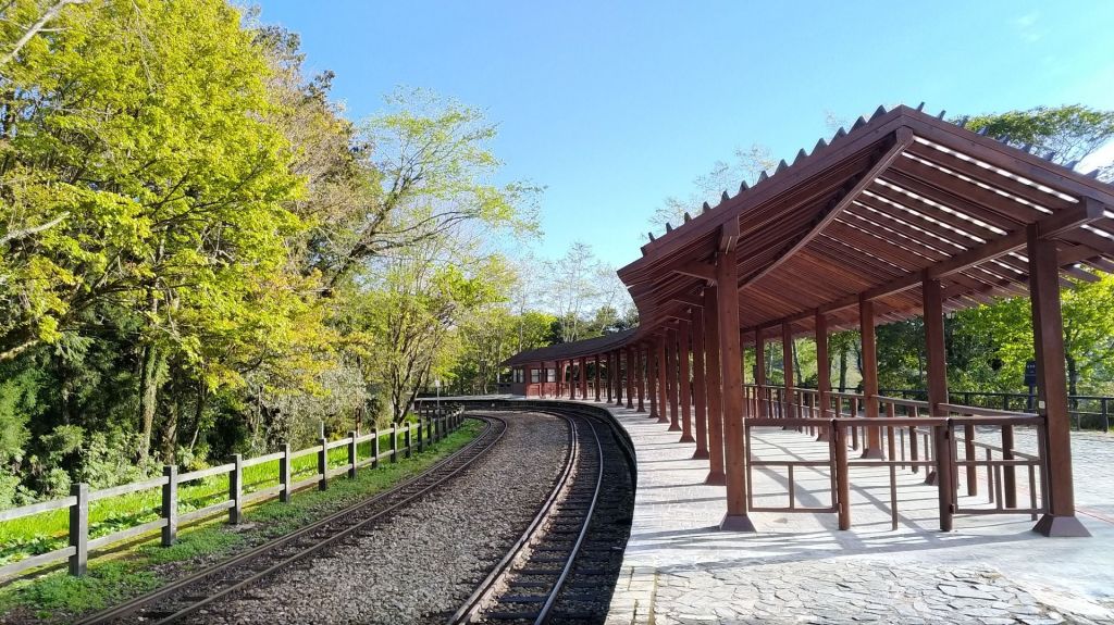 阿里山五奇_306280