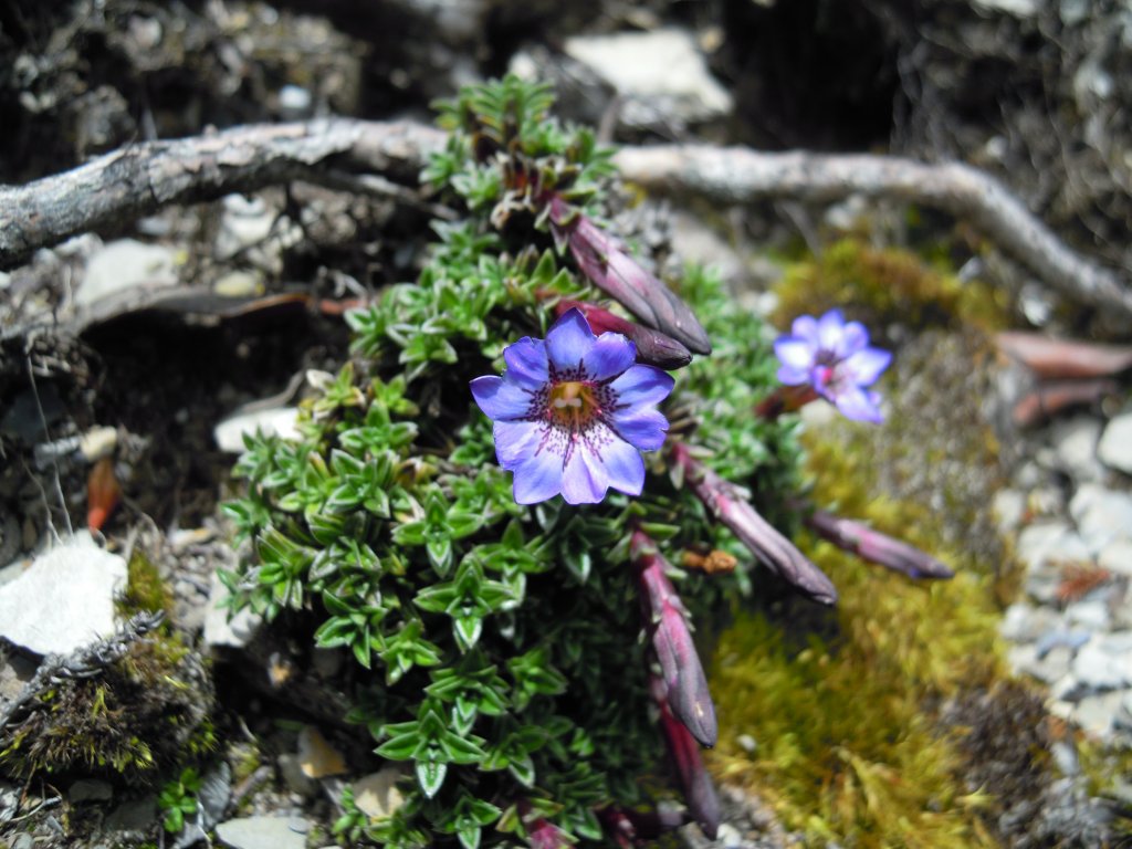南湖群峰_南湖大山_南湖東峰__南湖北山_審馬陣山_多加屯山20140827_1960111