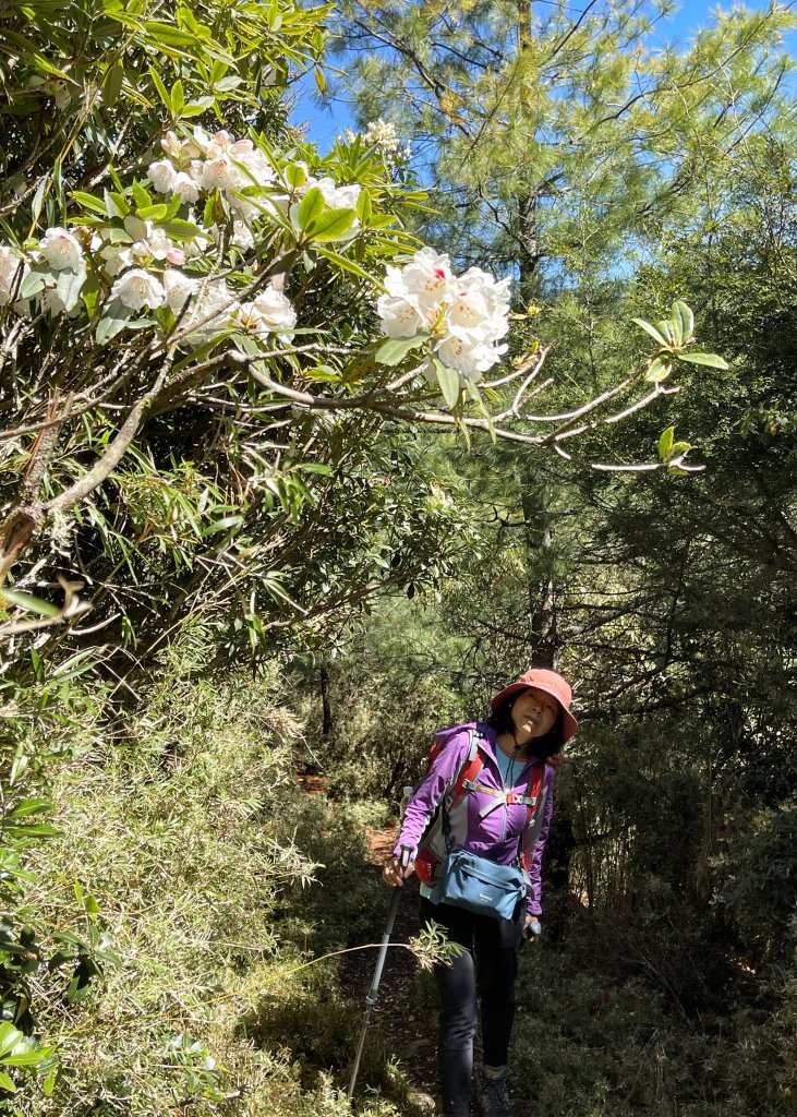 鹿林山+石水山+東埔山 20240402_2481632