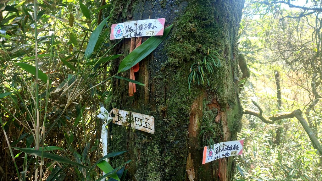 春天鮮綠的呢喃基隆荖寮坑古道上望古山登五分山O型_2747312