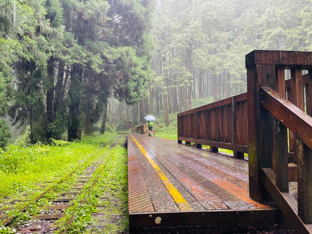 1130610水山巨木步道O繞_2523653