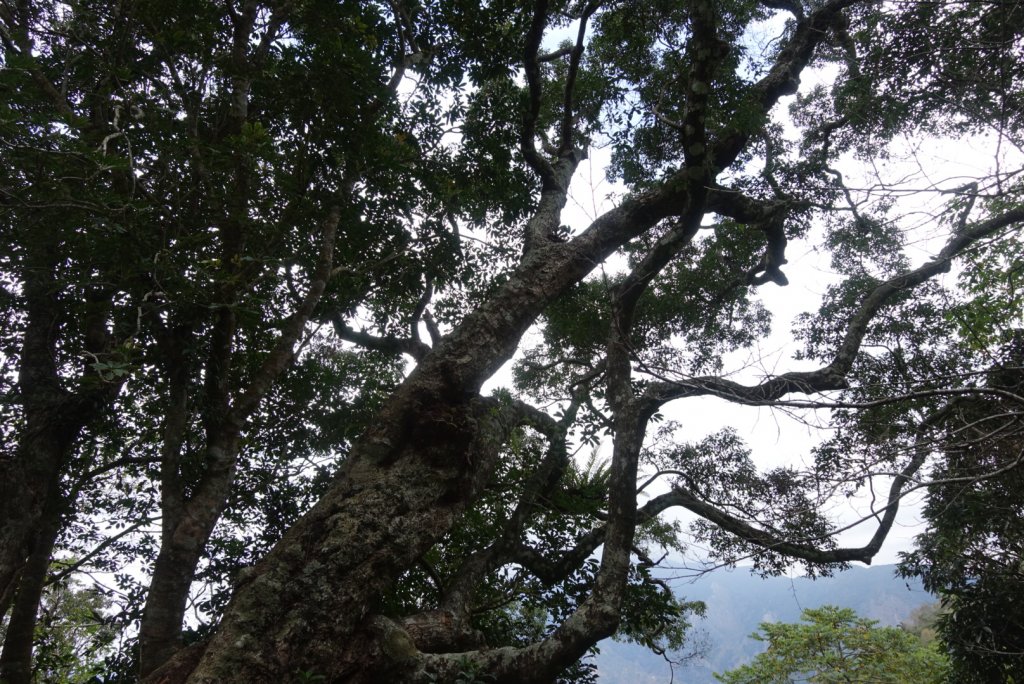 小鬼湖林道上亞泥迪山_1276736