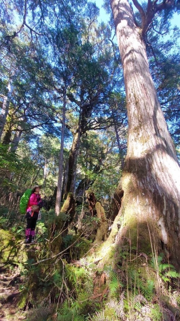 塔魔巴2天1夜來回/復興尖-四稜溫泉_2357194