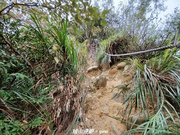 【苗栗銅鑼】健行賞花兩相宜。 銅鑼雙峰山x2023杭菊花季_2355275