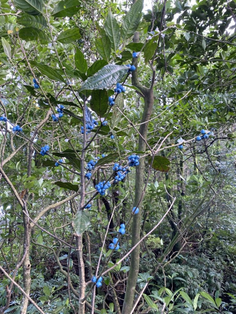 2023/12/14 碇內尖山 龍門山 五分山 淡蘭古道中路_2399809