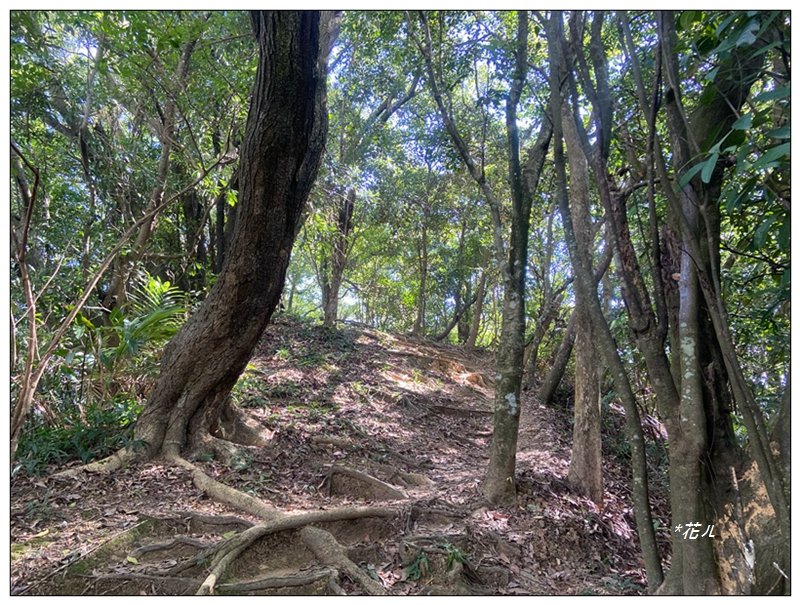 金龍湖、鷹石尖、老鷲尖、內溝山 O型一圈_2966638