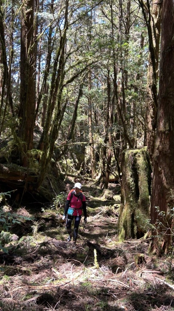大同加羅湖穆魯洛亞滬庫霞四季警備道_2748258