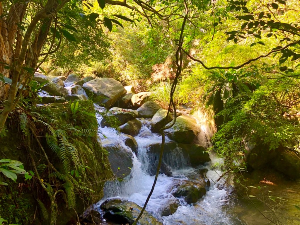 2018-11-11宜蘭草嶺古道芒花_468360