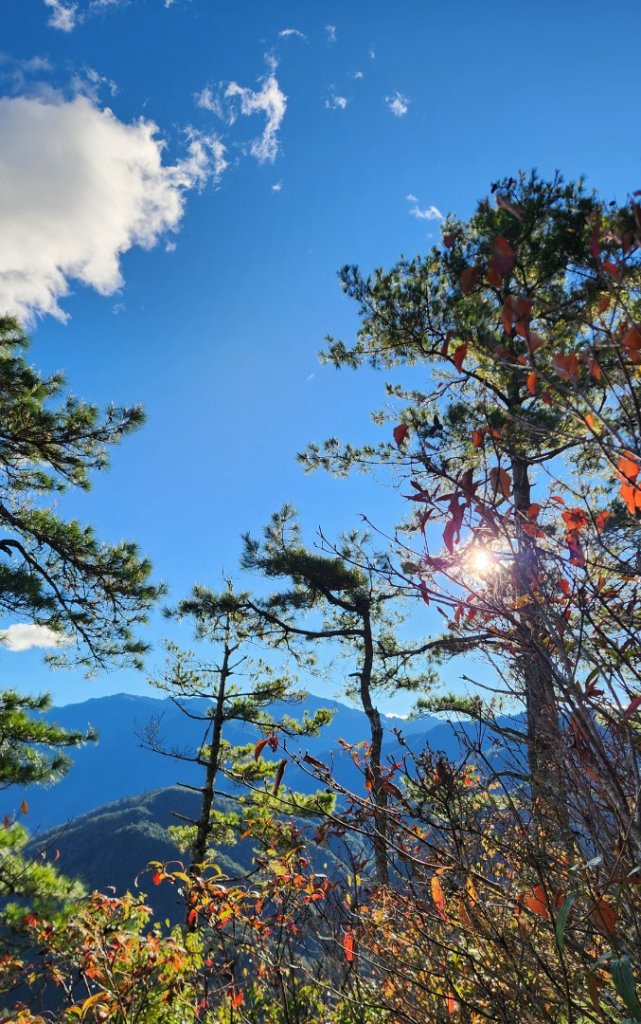 【中級山縱走】羅馬縱走，走進神木的夢幻童話森林世界_2943177