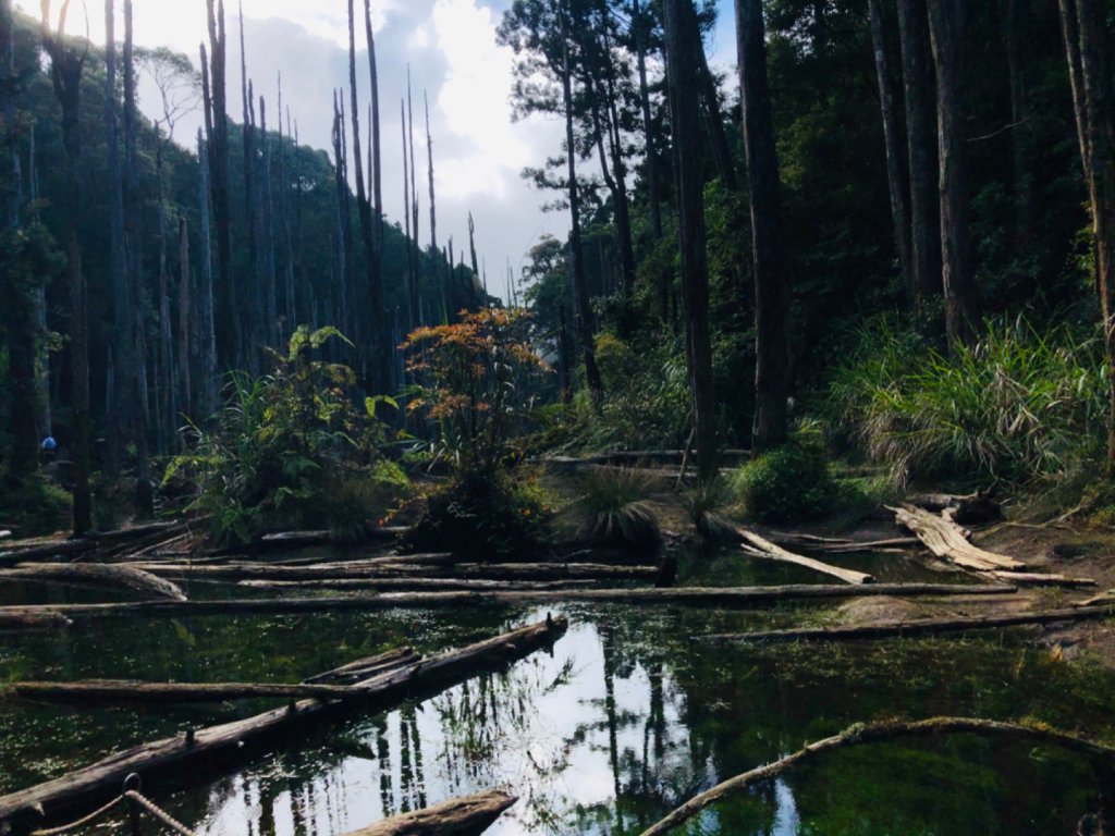 1090718嶺頭山金柑樹山忘憂森林_1037326