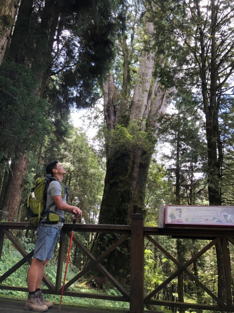 阿里山神木群棧道【挑戰玉山前的暖身之旅】_635097