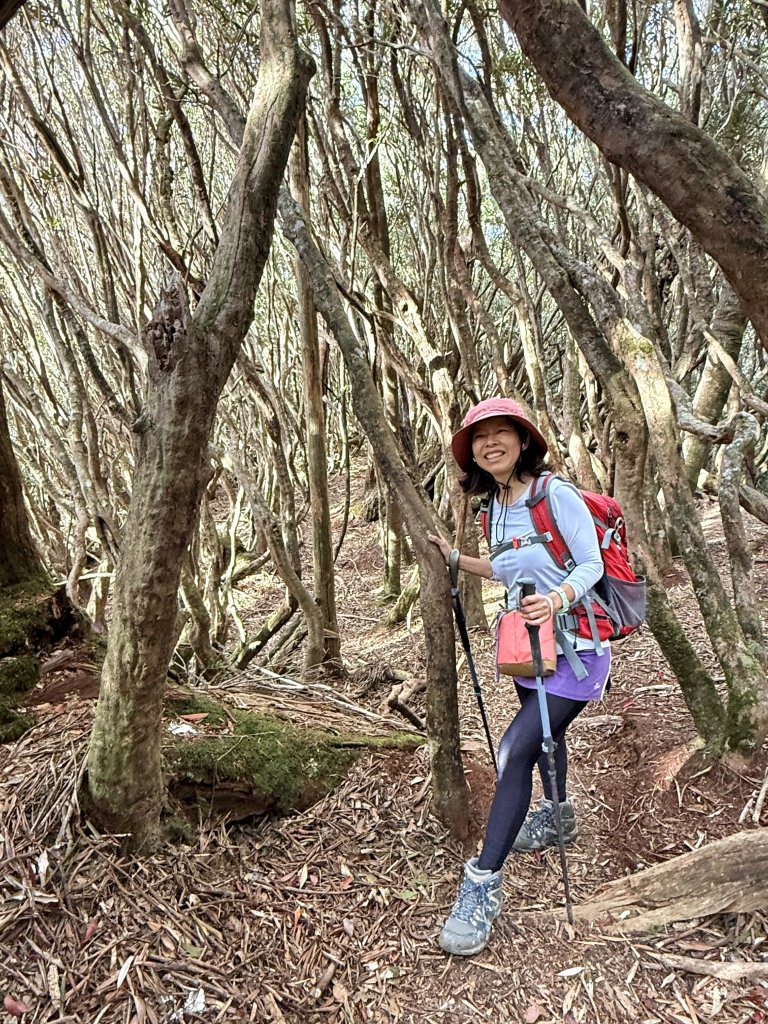 塔曼山 連走 拉拉山森林遊樂區 O繞 20251011_2923661