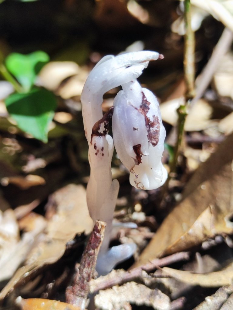 八仙佳保_2746085