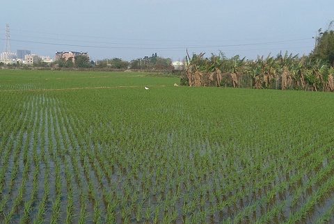 霄裡好風光運動樂悠遊封面圖