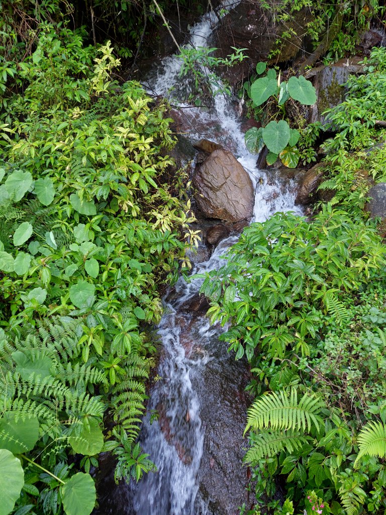 202206瓦拉米步道_1740977