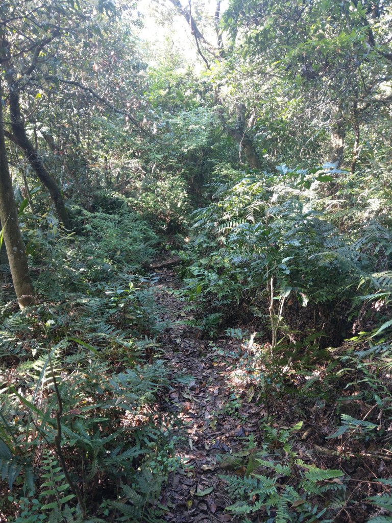 貓空隨意行［樟湖步道、待老坑山、杏花林、明德宮、樟山寺］及政大小坑溪親水文學步道(2021/4/6)_1417887