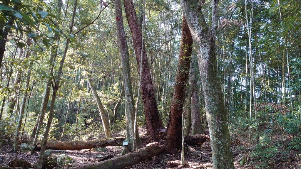 八仙山 谷關七雄_886002