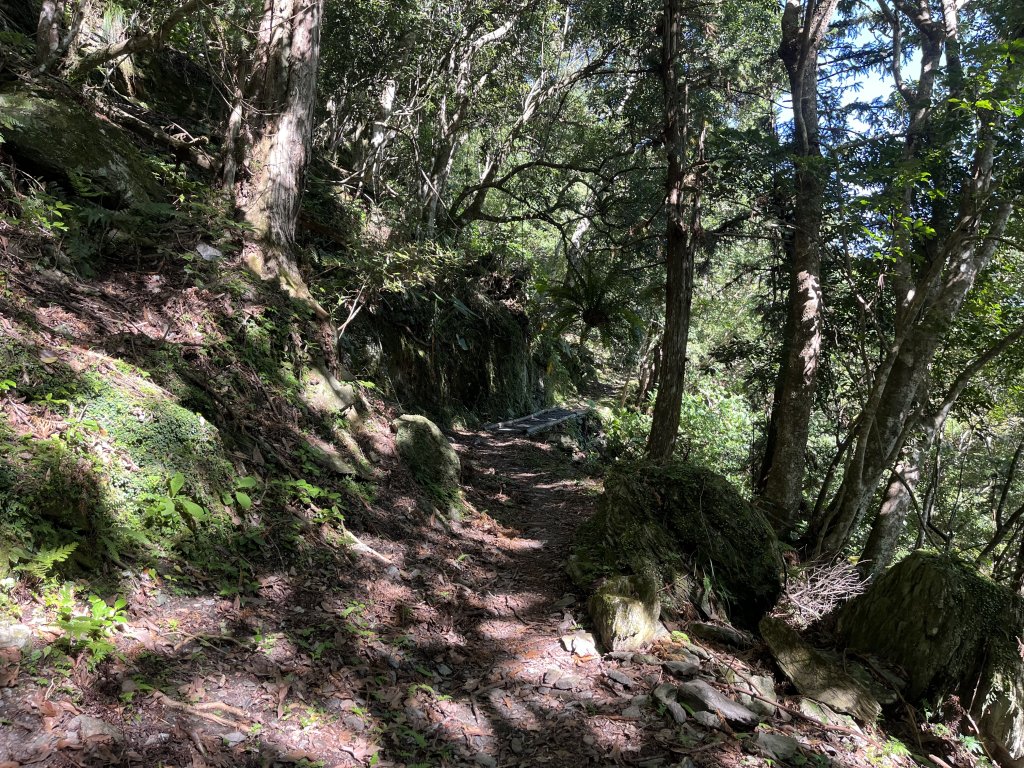 [玉山尋寶任務-03/12] 2025_0810 瓦拉米步道_2857577