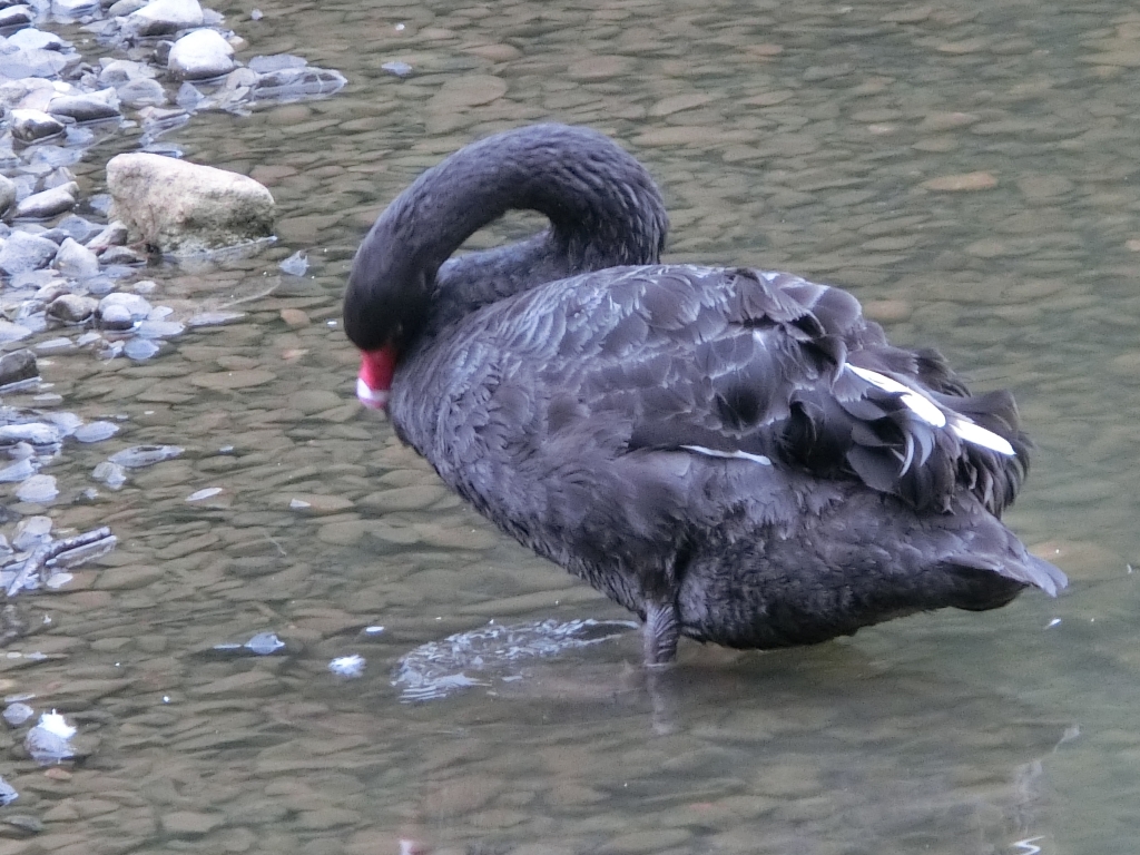 棲蘭山莊．神木園．明池_93534