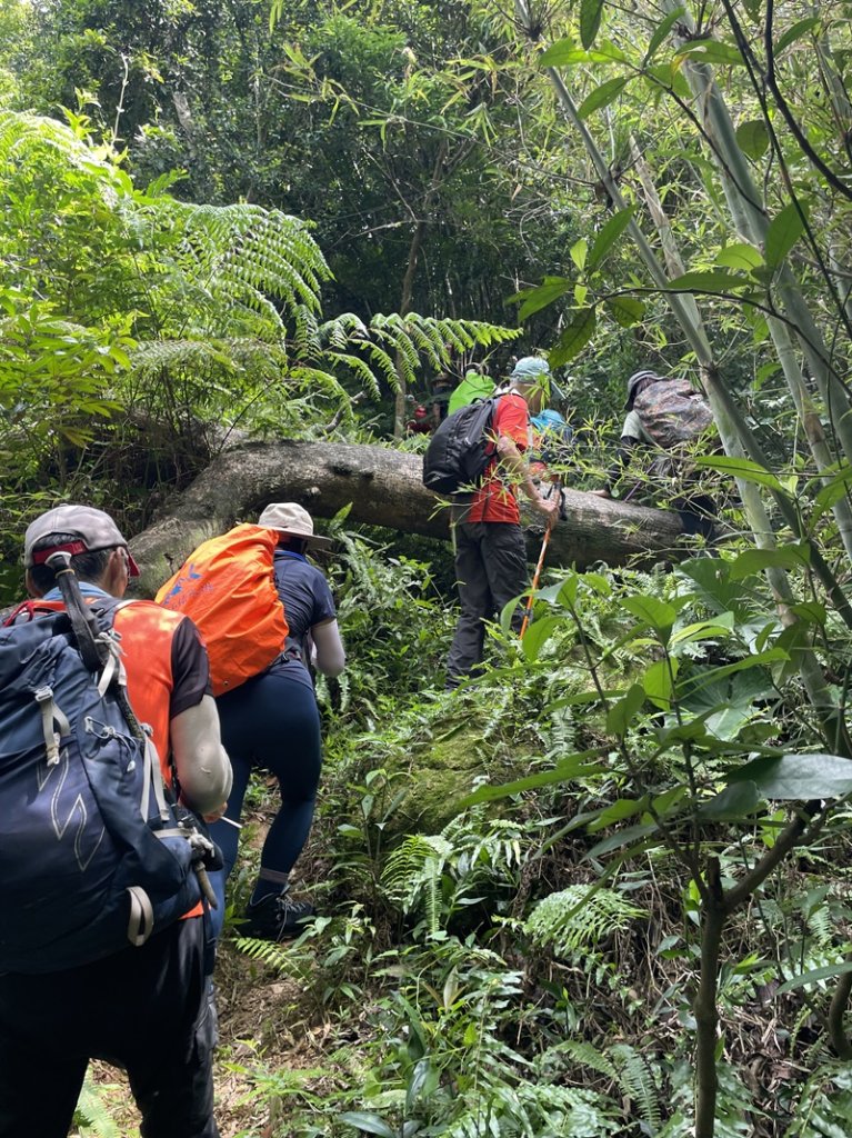【大棟山系】百年大榕樹_2858107