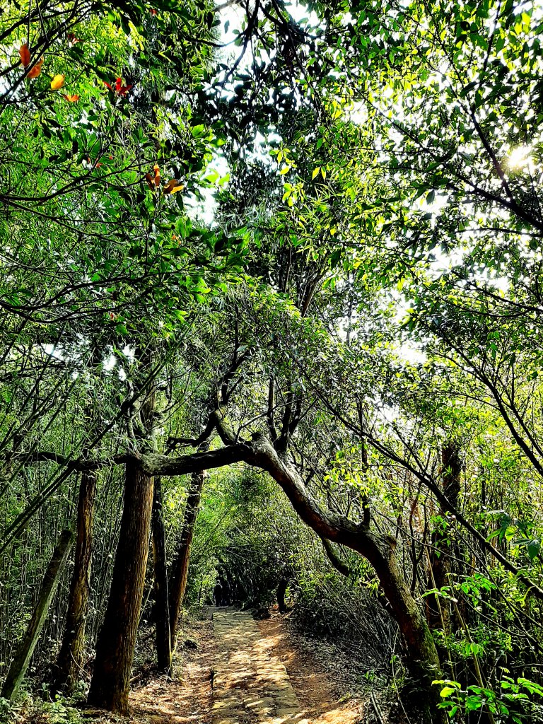 走遍陽明山：大屯山系｜二子坪、菜公坑山步道_2072110