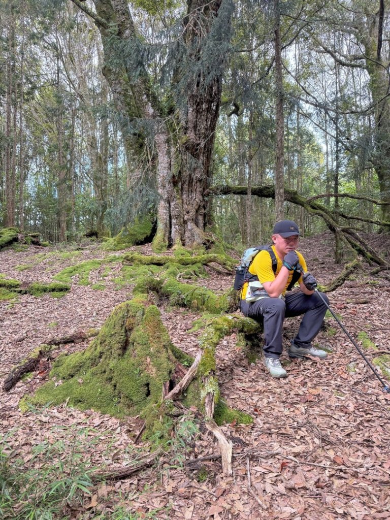 鹿屈山-杉林溪賞花趣_2816480