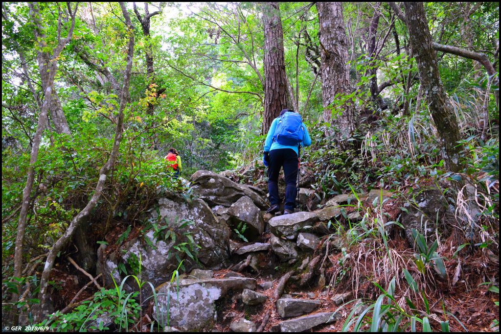 馬崙山..華麗的森林步道..谷關七雄 _350433