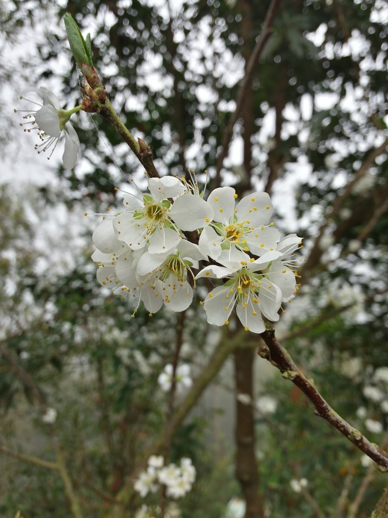松腳~獨立山~大巃頂~孝子步到~太平老街_818246