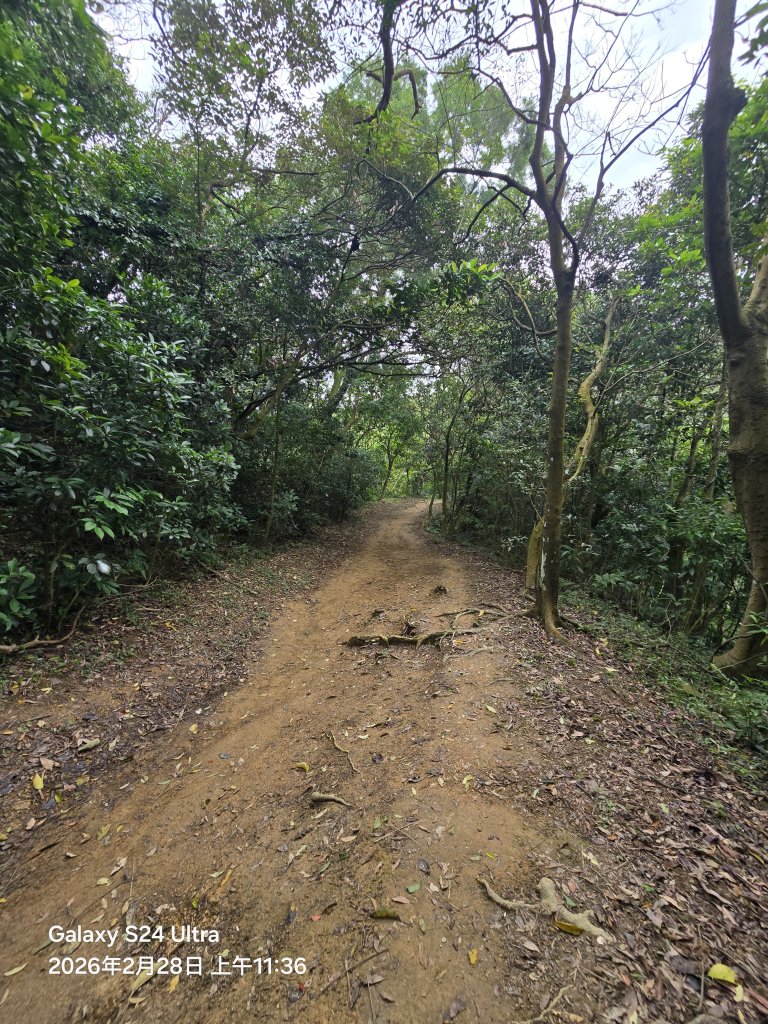 2026-02-28微笑山線：【大棟山系】405高地段_3008714