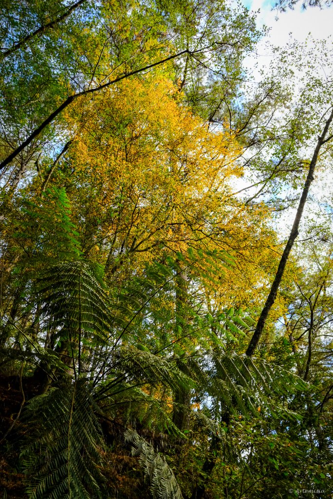 [冬訪大霸聖山岳參行]-大鹿林道東線榆金楓紅與九九山莊精選輯_2974616
