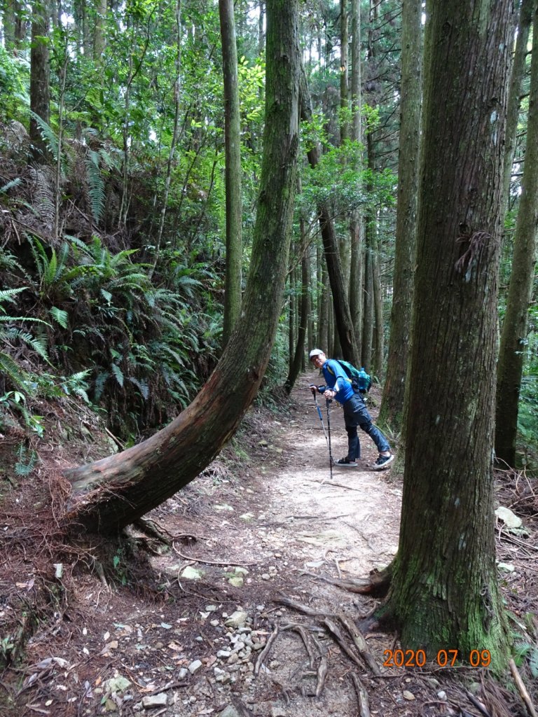 橫嶺山自然步道2020.07.09_1029077